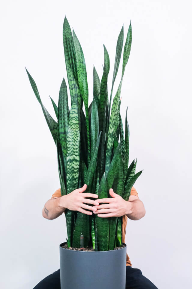 Sansevieria Laurentii - obrazek 2